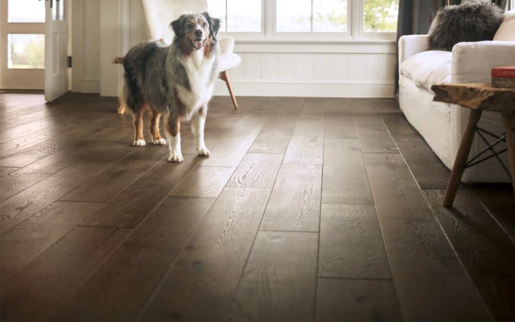 Dog standing on hardwood flooring | Flooring Express